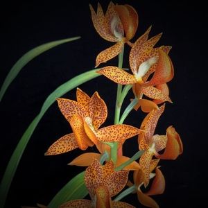 Meet your Posher, Sue